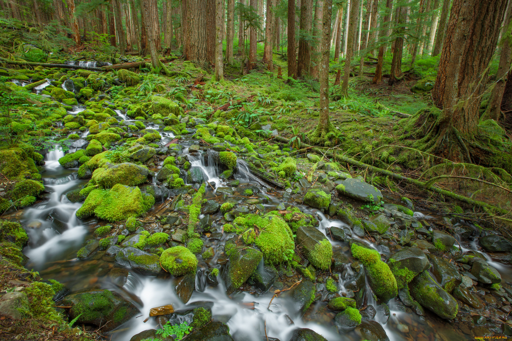 olympic, national, park, , , , , , 
